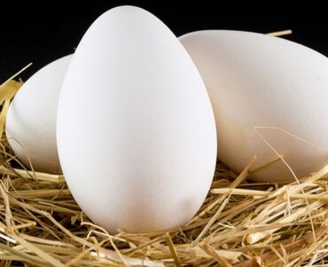 qaz yumurtasi satilir v Azərbaycan | TOYUQLAR, XORUZLAR: Qaz ordey yumurtasi satilir bartede olunur hinduwqa cucesi yumurtasi