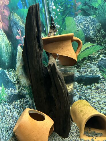 akvarium baku: Manqra kökü