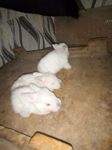 Dovşanlar: Ağ tüklü dovşan balaları.anasi atasi hamsi biryerde satilir.anasi — 14