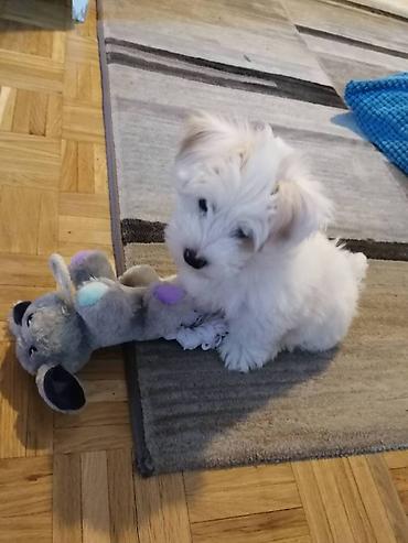 Psi: Tulearski pas (Koton)-štenci Na prodaju su 3 preslatka šteneta rase — 6