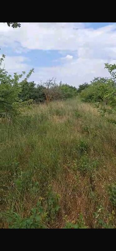 Torpaq sahələrinin satışı: 150 sot, Biznes üçün, Barter mümkündür, Kupça (Çıxarış) — 12