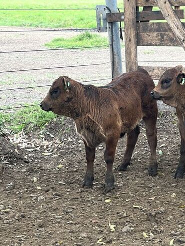 Dana, buzov: Məhsul: Qara və tünd qəhvəyi rəngli buzovlar (ətlik tip) Təsvir: - — 15