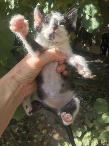купить кошку бенгальскую: Кошка даром: Беспородная, Мальчик, Приучена к лотку