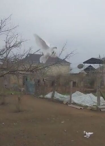 шотландский вислоухий котенок: Növ: Ev göyərçini (ağ, lələkləri ayaqlı) Rəng: Tam ağ (başın arxasında