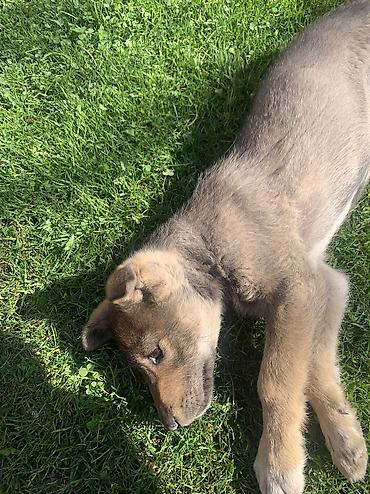 Продажа собак: Лайка, 2 месяца, Самец — 2