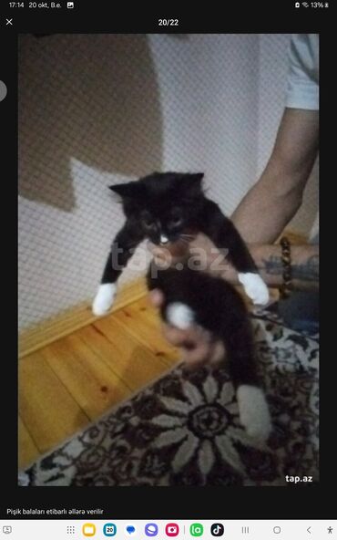 котёнок в добрые руки: Yaxşı əllərə