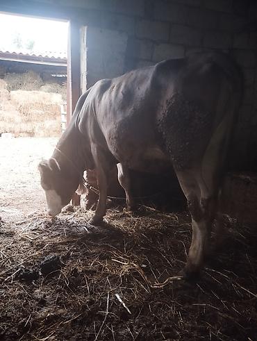 Inəklər, öküzlər: Dişi, Simental, il: 1, 300 kq, Damazlıq — 2