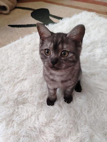 Pişiklər: Britan — 6