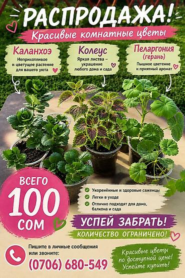 green grow: РАСПРОДАЖА КОМНАТНЫХ ЦВЕТОВ! 🪴 Каланхоэ — красивое цветущее — 1