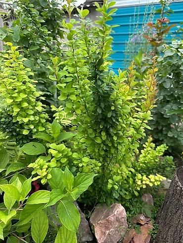 Декоративные деревья: Продаю все виды садовых растений,кустарников и цветов. Ош at lalafo.kg — 3 Декоративные деревья: Продаю все виды садовых растений,кустарников и цветов. Ош — 3