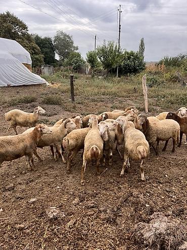 ucuz pisik yemekleri: Salam 19 baş bordaq quzusu satilir tərəzi ilə verilir
Ünvan : Şəki — 3