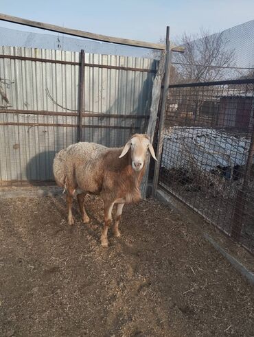 Бараны, овцы: Продаю | Овца (самка), Ягненок, Баран (самец) | Гиссарская, Арашан | На забой, Для разведения, Для шерсти — 2