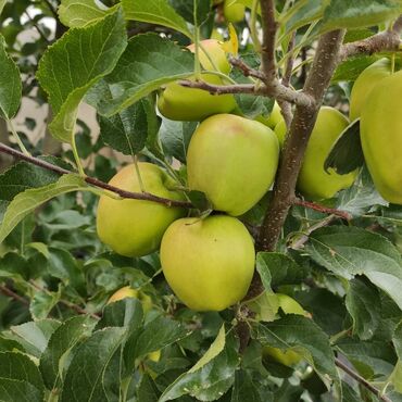 Сельхоз предприятия: Продаю Кошара, 200 соток, Действующий — 12