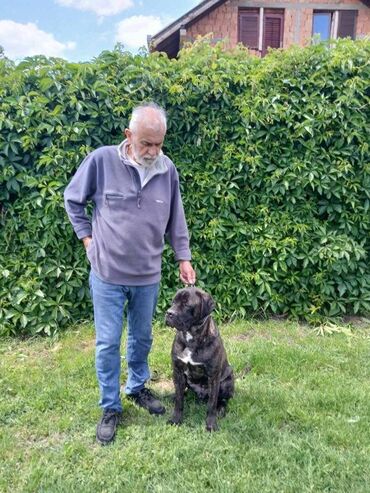 Psi: Dostupan obucen pas,cane corzo. 
Pitati na tel 
Pancevo