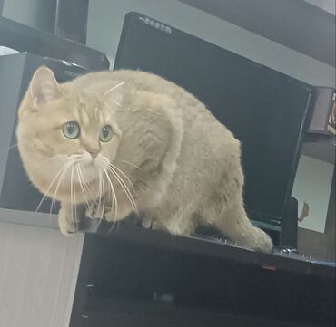 кошки милые: Пропала Кошка!!!! просьба в случае если вы нашли кошку позвонить на