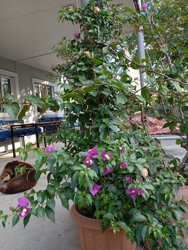 Günlük kirayə evlər: 160 kv. m, 3 otaqlı, İşıq — 14