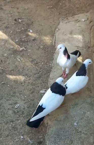quş bazarı: Salam heyvanlar 6 edəddi cütün qiyməti 30manatdir pul lazmdi deyə — 2