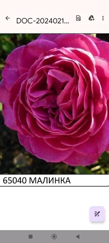 Садовые цветы и кустарники: Корни роз - Крупноцветковая чайно-гибридная роза с — 50