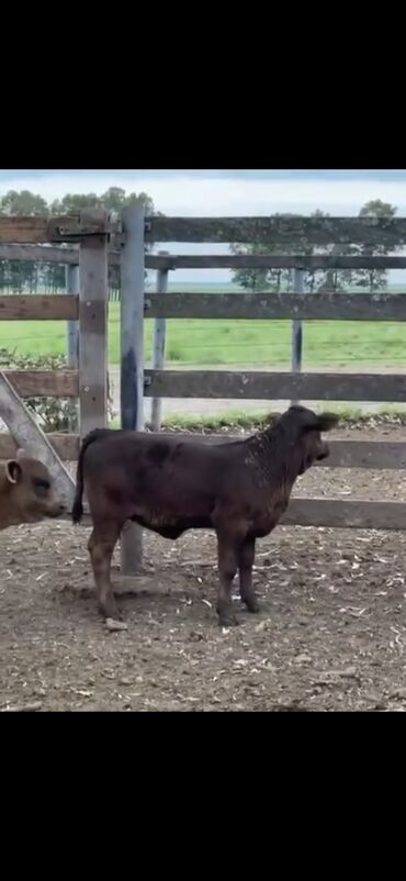 Dana, buzov: Məhsul: Qara və tünd qəhvəyi rəngli buzovlar (ətlik tip) Təsvir: - — 2