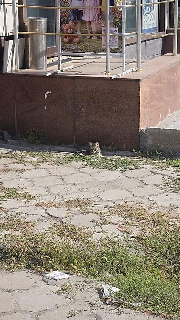 Үй жаныбарлары: Табылган : Породасыз — 4
