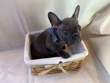 Beautiful French bulldog Puppies available for free adoption male