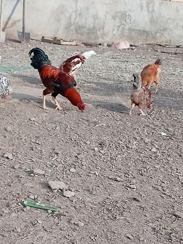 Sərbəst otlaqda bəslənən kənd toyuqları və xoruzlar - Növlər