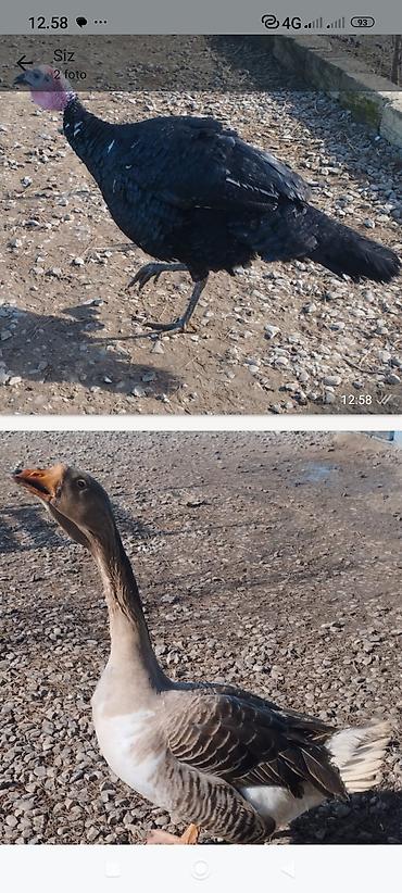 Qazlar: Məhsul: Ev quşları – qaz və hind toyuğu Təsvir:Hinduşka diri çəkisi — 5