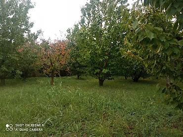 cilədağı bitkisi qiymeti: Meyvə bağı – müxtəlif növ ağaclarla əkilmiş torpaq sahəsi Təsvir: - — 5
