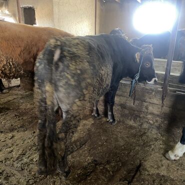 Коровы, быки: Продаю | Бык (самец) | Швицкая, Алатауская | На откорм, На забой, Для разведения — 17