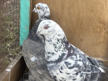 Другие с/х животные: Породные голуби с «чубом» и мощным зобом (дутыши/крякуны), окраска — 18