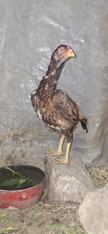 Toyuqlar: Toyuq, Damazlıq — 7