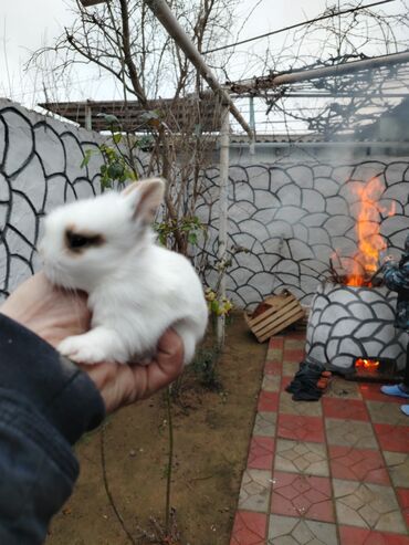 Dovşanlar: Karlik dovsan lar var satisda Vatsapda aktivdi Dovsan ayit Qefes de — 11