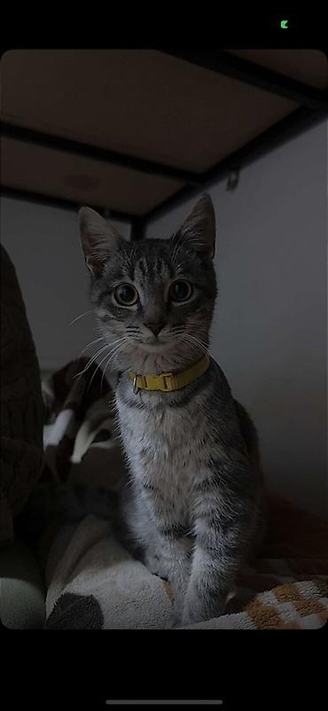 Кошки: Кошка даром: Беспородная, Мальчик — 1