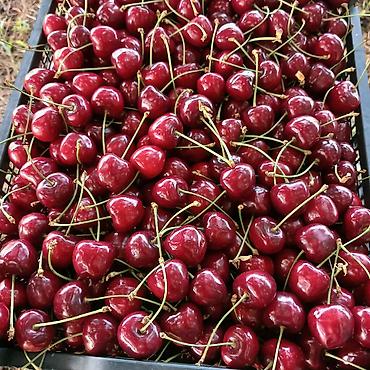 4 otaqli evlər: 2000 sot, Kənd təsərrüfatı, Maklerlər narahat etməsin, Kupça (Çıxarış) — 4