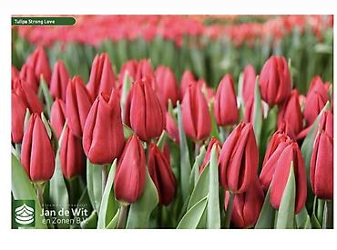 Букеты из живых цветов: Тюльпаны От 130сом за шт Чем больше шт тем больше скидка at lalafo.kg — 7 Букеты из живых цветов: Тюльпаны От 130сом за шт Чем больше шт тем больше скидка — 7