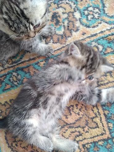 Продажа кошек: Шотландские котята. 1,5 месяца. 2 девочки, мальчик на брони — 7