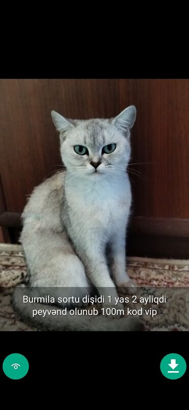 Pişiklər: Erkək, Ünvandan götürmə — 2