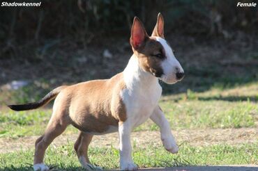 Psi: Na prodaju stenci Mini bull terijera, stari 2 i po meseca, sa — 8