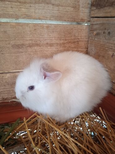 Dovşanlar: Карликовые крольчата. Возраст 1 месяц. Здоровые. В Маштага. Возможна
