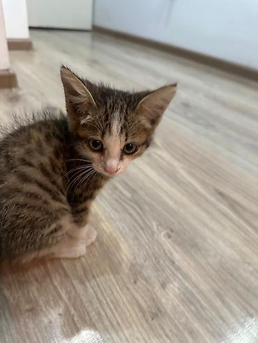 биколор: КОТЁНОК ДЕВОЧКА маленький 1,5 месяца домашний, К ЛОТКУ ПРИУЧЕНА — 5