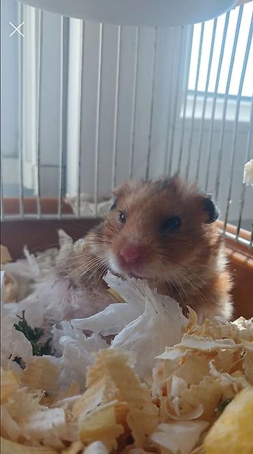 zvonok it satışı: Hamster qefesle bir yerde sahiblendirilir — 3
