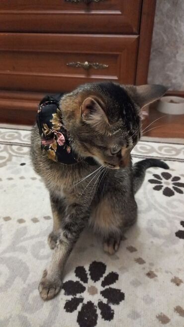сиямский кот: Ей один год, и она полностью привита. просто хочу, чтобы хорошая