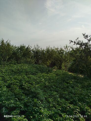 Torpaq sahələrinin satışı: 186 sot, Tikinti, Maklerlər narahat etməsin, Kupça (Çıxarış) — 13