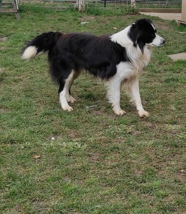 Psi: Border Koli (Collie) veoma iskusan i proveren Mužjak Za Parenje — 6