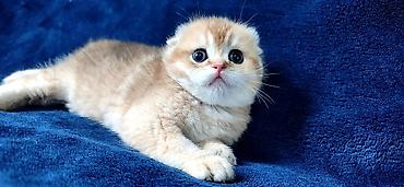 Продажа кошек: Скотиш Фолд (Шотландская вислоухая), 2 месяца, Девочка, Золотая шиншилла — 11