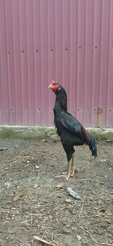 Птицы: На продажу два петушка дакан хороших кровей — 2