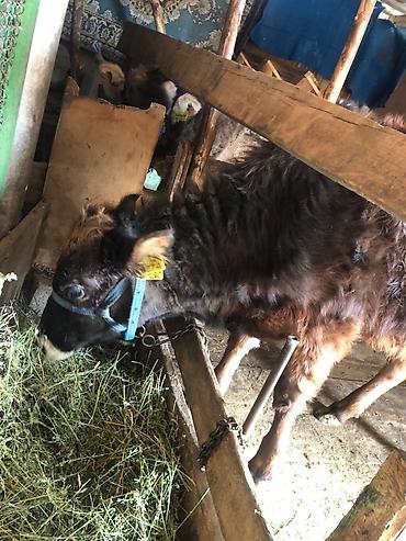 Коровы, быки: Продаю | Тёлка | Алатауская | Для разведения — 6