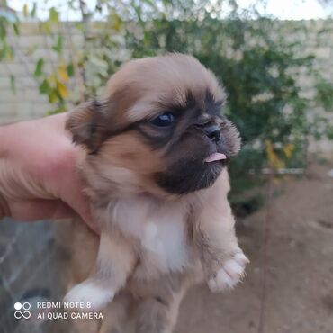 heyvalar: Pekines, 1 ay, Erkek, Peyvəndli, Ödənişli çatdırılma