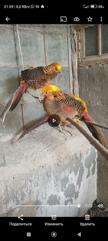домик для птиц: Продаю пару золотых фазанов того года и одного без парного самца