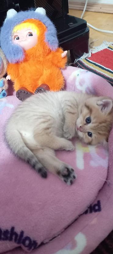 Pişiklər: Britan, Yaxşı əllərə — 35